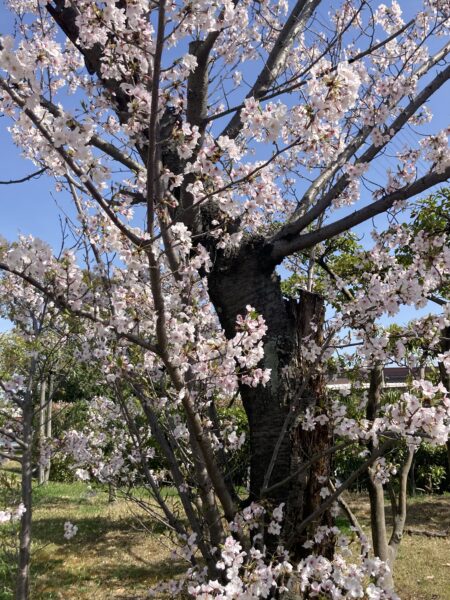 徹底攻略 5月のバス釣りにおすすめのルアー3選と釣り方のコツを紹介